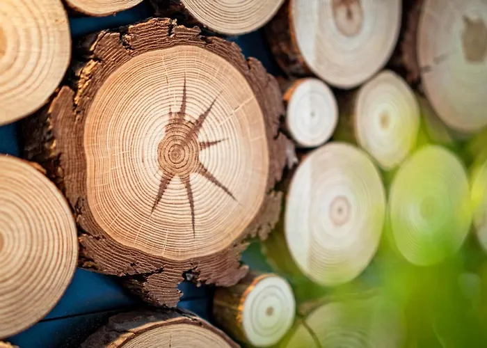 Czajka - Widokowe דירה זקופאנה